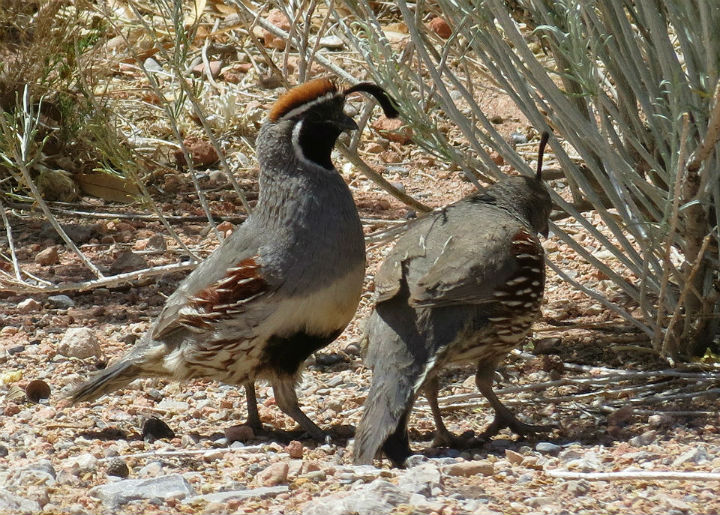 Gambel's Quail